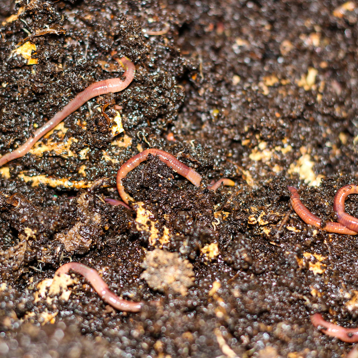 How to Set Up A Worm Composting System At Home - Compost